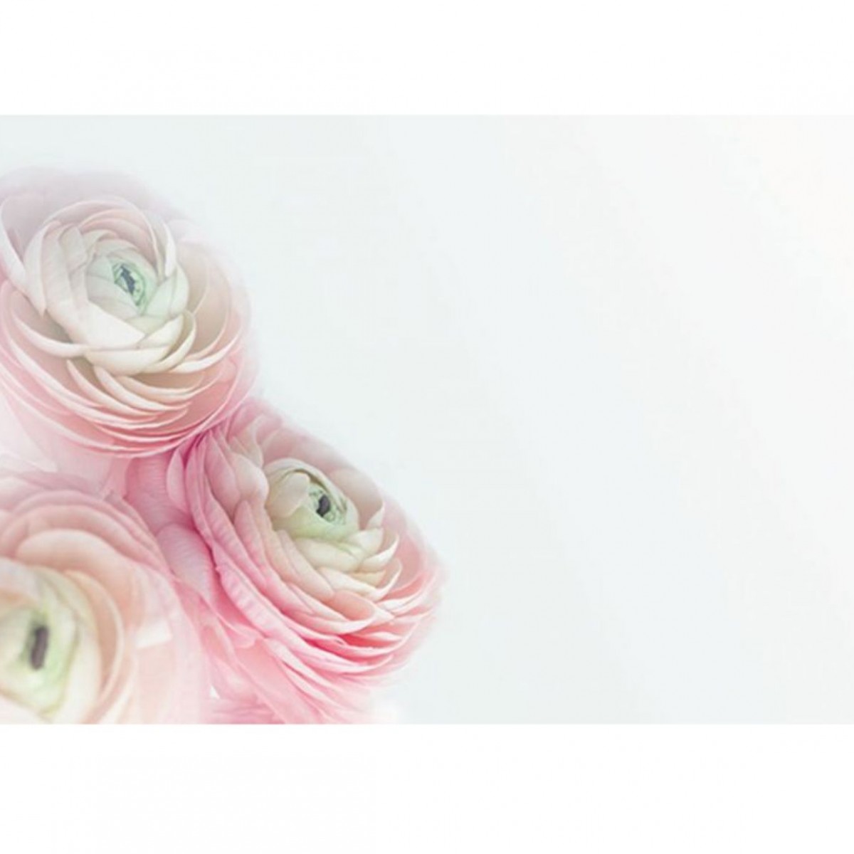 4515 Ranunculus Background Grey 9x6cm 50x1 Cards