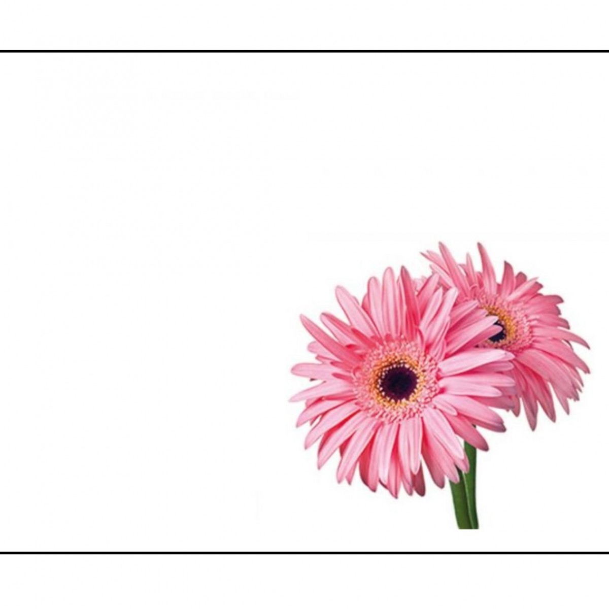 4514 Gerberas Pink 9x6cm 50x1 Cards