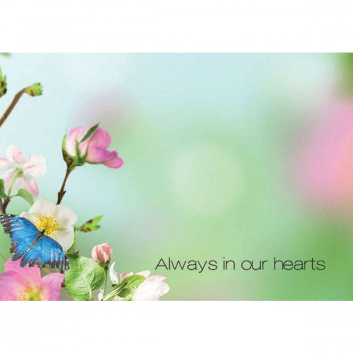4513 Always In Your Hearts Butterfly Mix 9x6cm 50x1 Cards