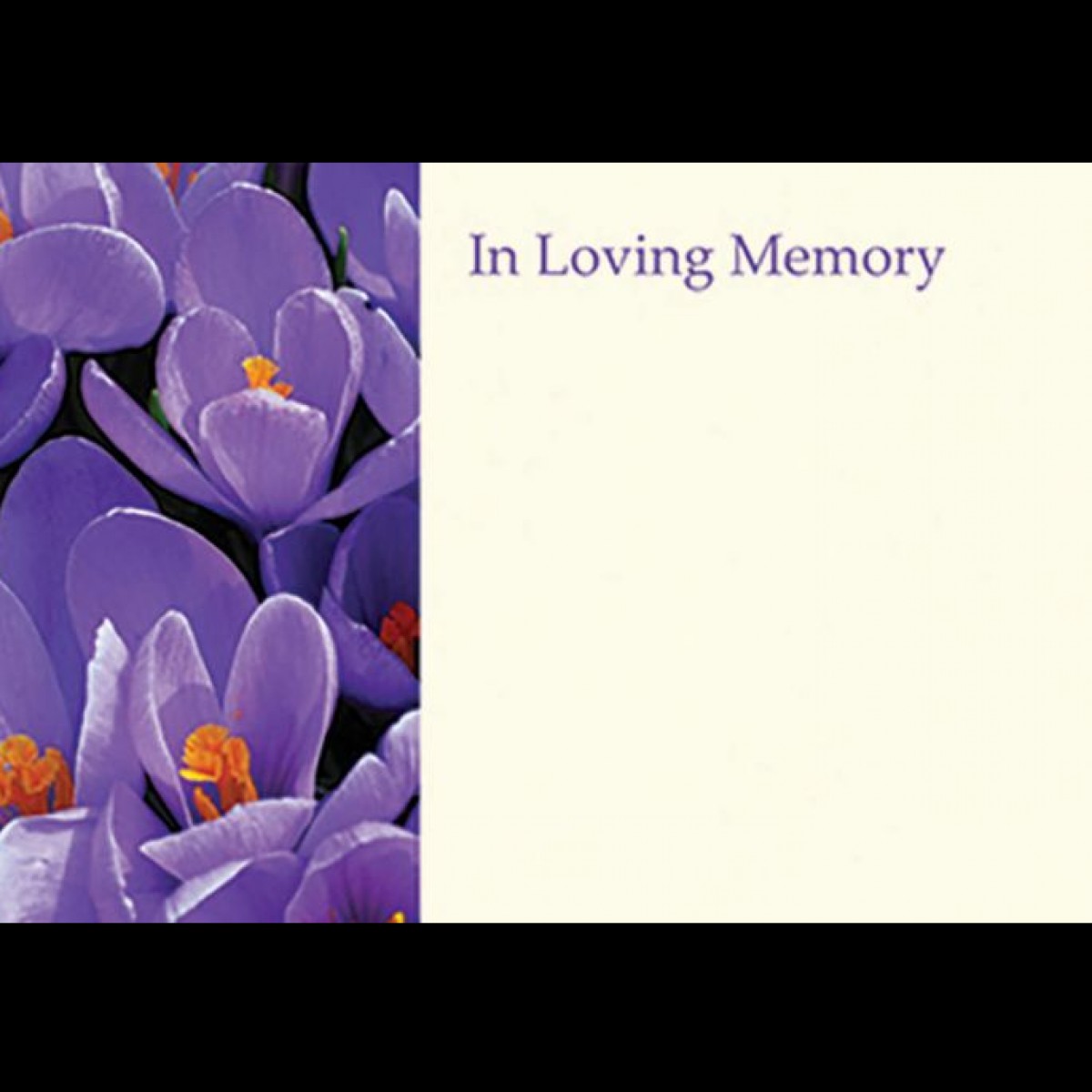 4504 I/L/MEM Crocus Purple 9x6cm 50x1 Cards